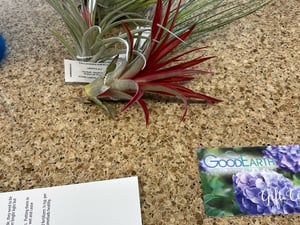 Donated Air Plants__20230313103044.heif